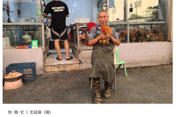 寻找“最美中华土鸡”丨乞延瀛