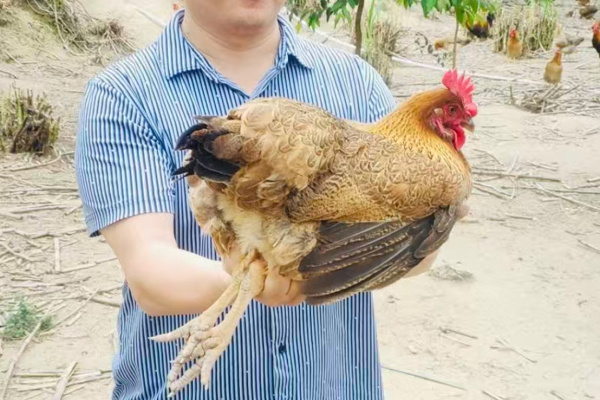 寻找“最美中华土鸡”丨启吉 清远麻鸡