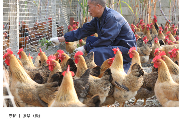 寻找“最美中华土鸡”丨张华 立华雪麻鸡
