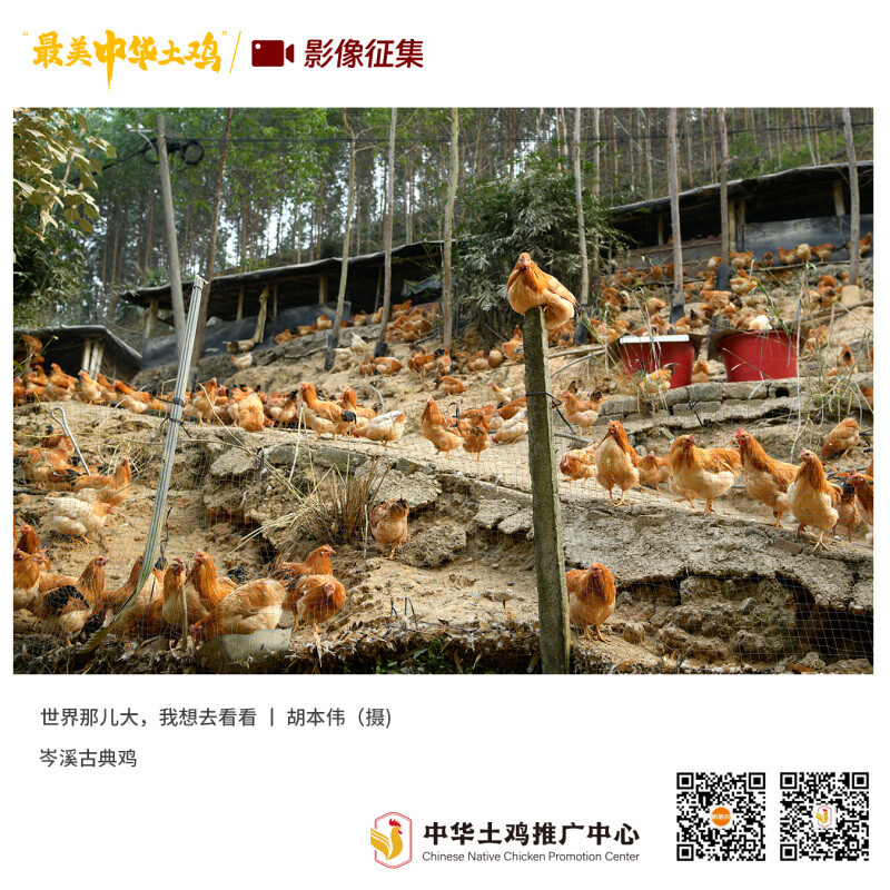 寻找“最美中华土鸡”丨胡本伟 岑溪古典鸡1