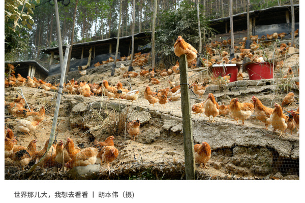 寻找“最美中华土鸡”丨胡本伟 岑溪古典鸡1