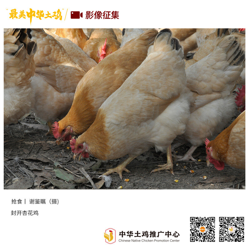 寻找“最美中华土鸡”丨谢鉴瞩 封开杏花鸡