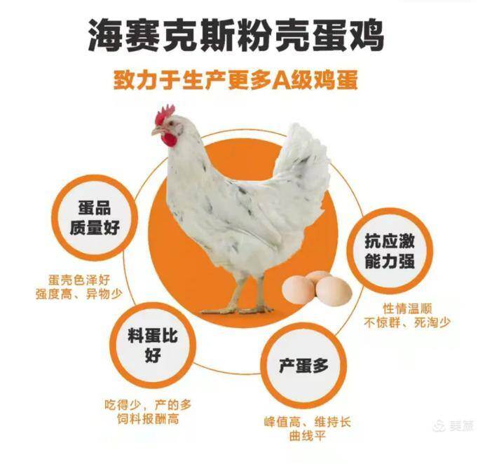 四川凤芯农业祖代场喜报:海赛克斯产蛋率突破97.9%,铸就种业新标杆!