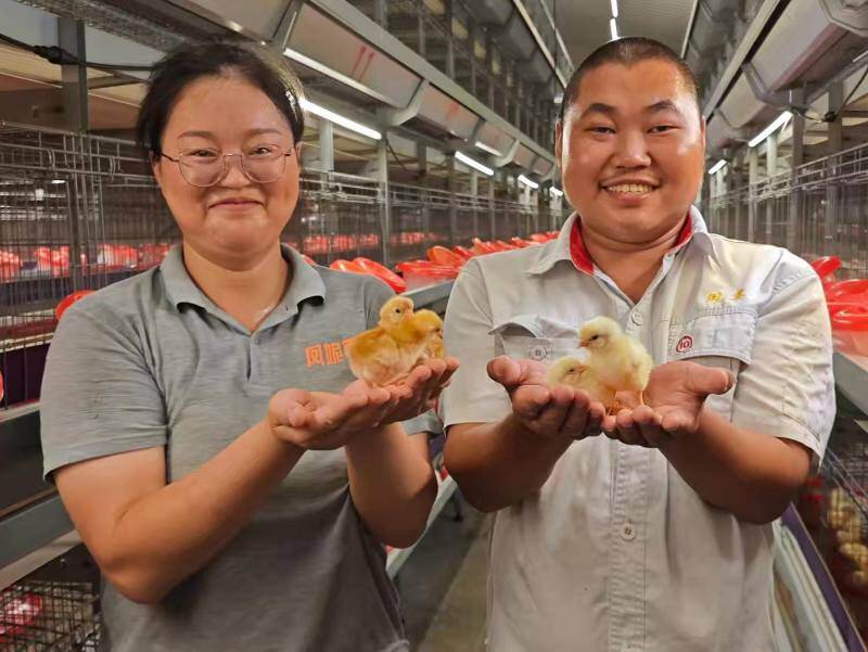 四川凤芯农业祖代场喜报:海赛克斯产蛋率突破97.9%,铸就种业新标杆!