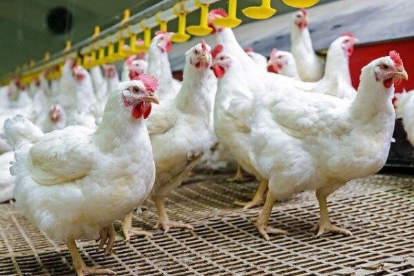 【白羽肉鸡篇】2025年上半年RHM健康大数据及疫病流行防控分析