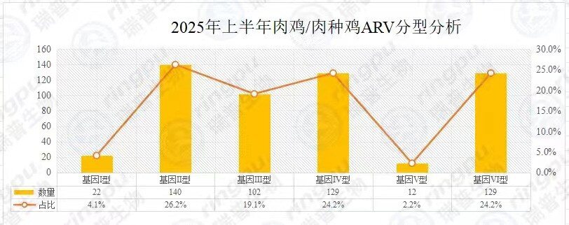 【白羽肉鸡篇】2025年上半年RHM健康大数据及疫病流行防控分析