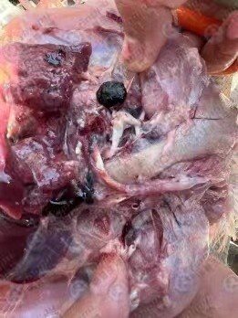 【白羽肉鸡篇】2025年上半年RHM健康大数据及疫病流行防控分析