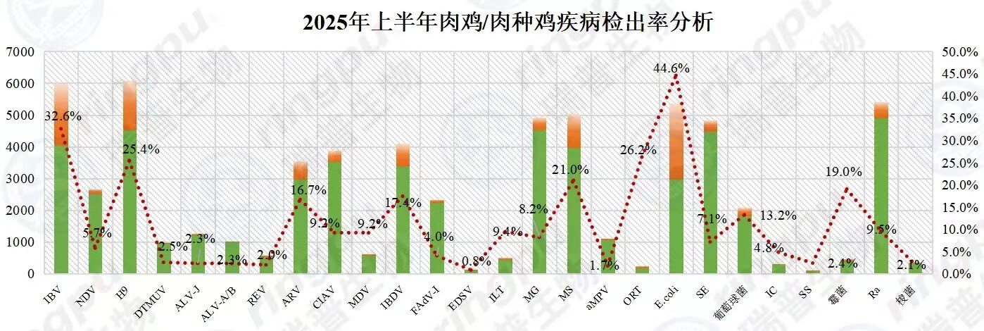 【白羽肉鸡篇】2025年上半年RHM健康大数据及疫病流行防控分析