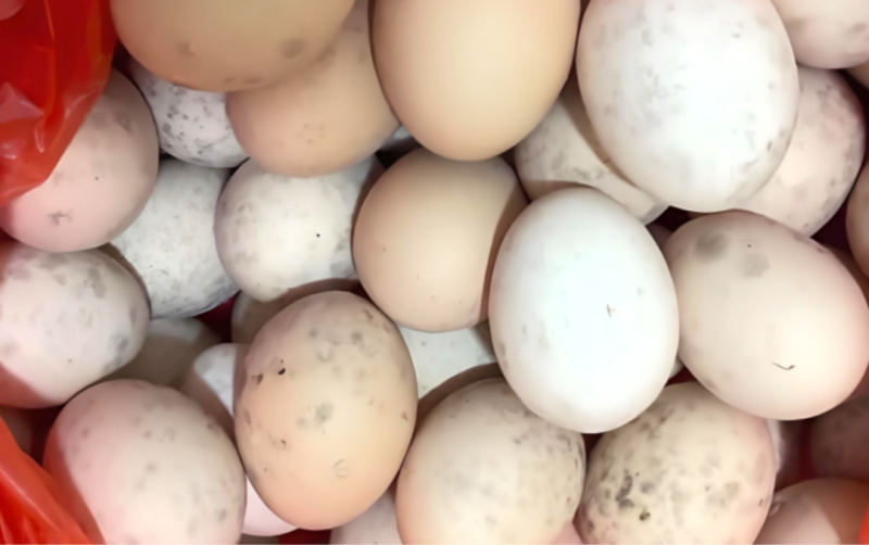 水印蛋发生率高达60%！守护产蛋后期“乳突层”是破局关键