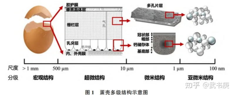 水印蛋发生率高达60%！守护产蛋后期“乳突层”是破局关键