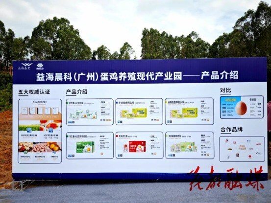 4亿元打造300万羽蛋鸡基地！益海晨科（广州）项目奠基，加速全国1900万羽产能布局