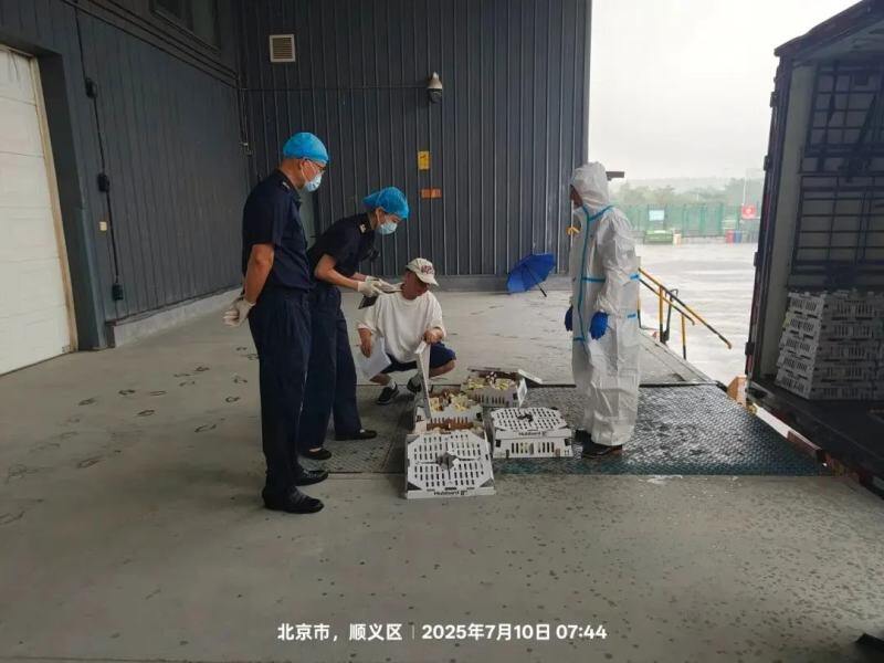 土鸡价格跌至“4”字头,蛋价已触底?华裕、厚全等又有新项目落地【正典生物·禽听要闻】