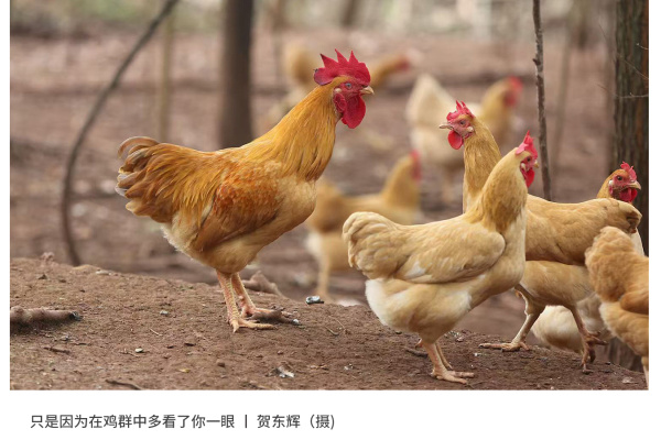 寻找“最美中华土鸡”丨贺东辉 湘黄鸡