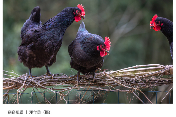 寻找“最美中华土鸡”丨邓付勇 石门土鸡