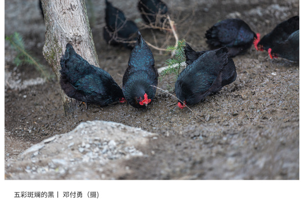 寻找“最美中华土鸡”丨邓付勇 石门土鸡