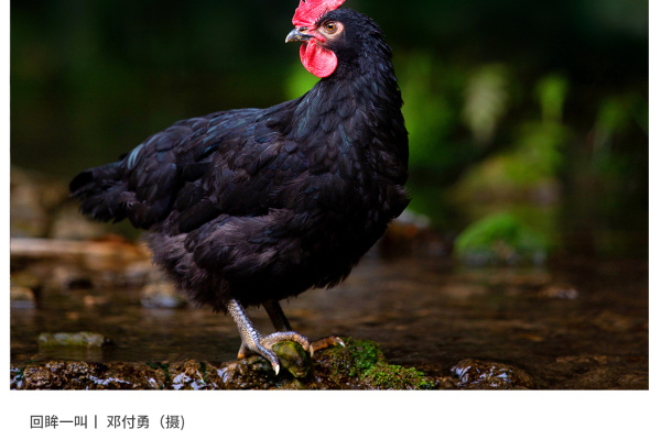 寻找“最美中华土鸡”丨邓付勇 石门土鸡