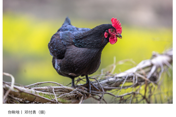 寻找“最美中华土鸡”丨邓付勇 湘佳石门土鸡