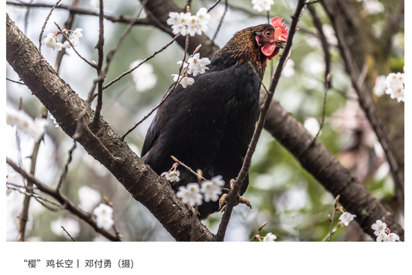寻找“最美中华土鸡”丨邓付勇 湘佳石门土鸡