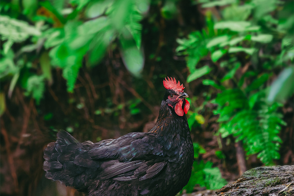 寻找“最美中华土鸡”丨邓付勇 湘佳石门土鸡