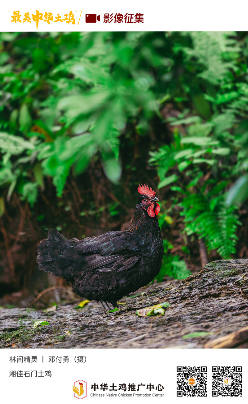 寻找“最美中华土鸡”丨邓付勇 湘佳石门土鸡