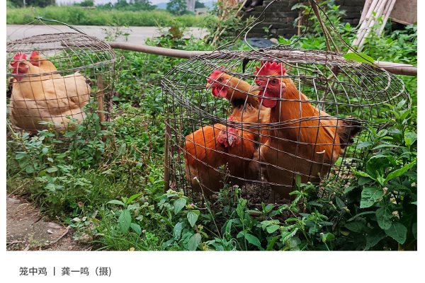 寻找“最美中华土鸡”丨龚一鸣