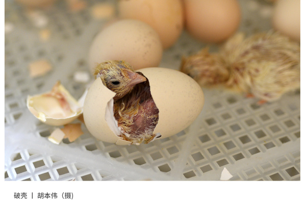 寻找“最美中华土鸡”丨胡本伟