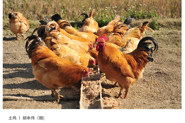 寻找“最美中华土鸡”丨胡本伟