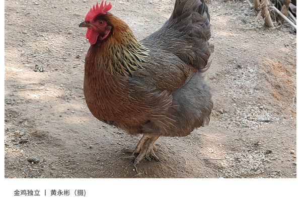 寻找“最美中华土鸡”丨黄永彬 清远鸡