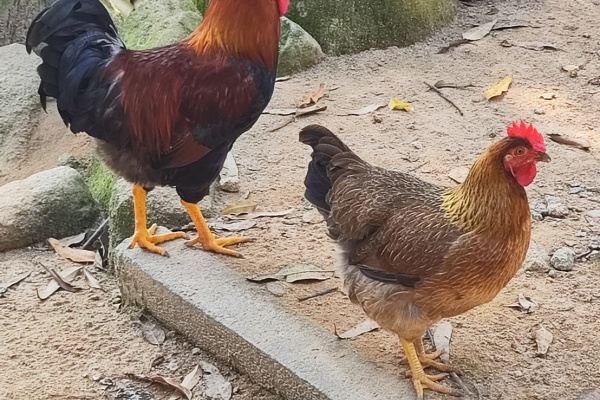 寻找“最美中华土鸡”丨黄志勇 清远麻鸡