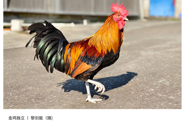 寻找“最美中华土鸡”丨黎剑能 瑶山鸡