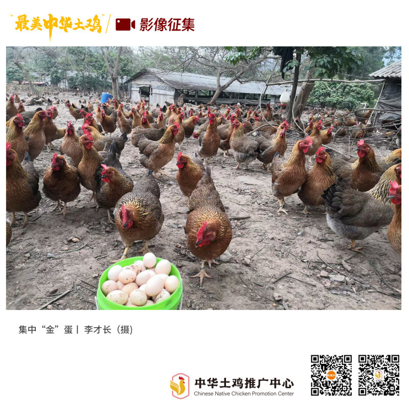 寻找“最美中华土鸡”丨李才长 清远鸡
