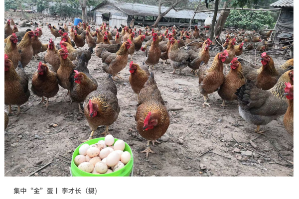 寻找“最美中华土鸡”丨李才长 清远鸡