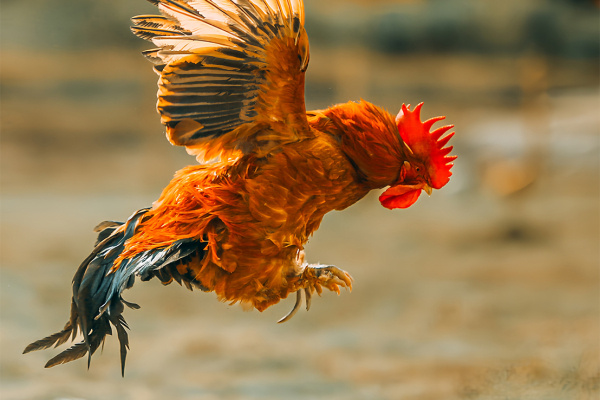 寻找“最美中华土鸡”丨李雪柏