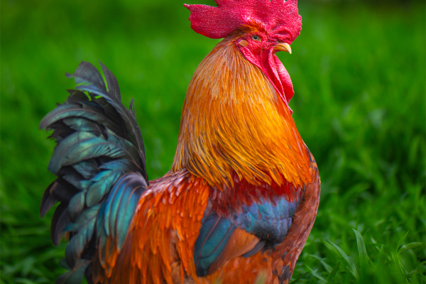 寻找“最美中华土鸡”丨李雪柏（组图）