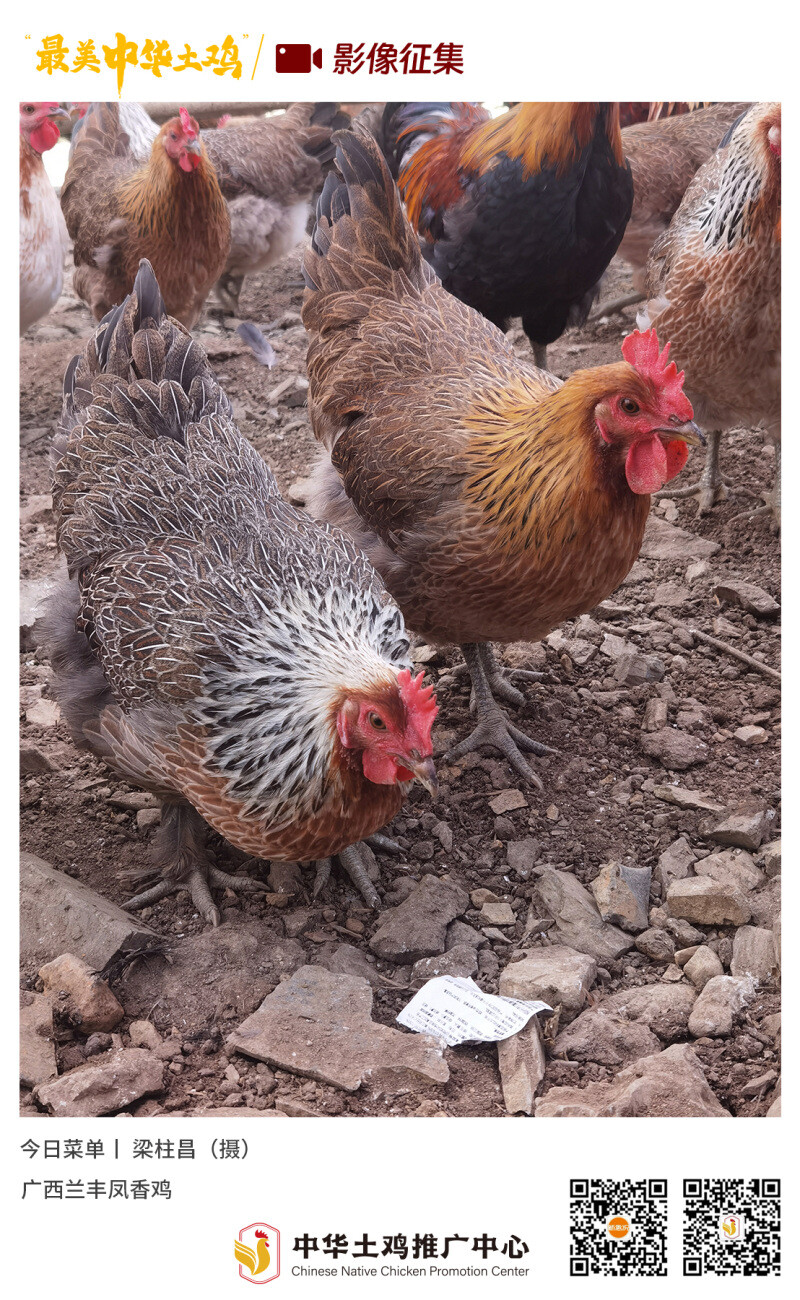 寻找“最美中华土鸡”丨梁柱昌 凤香鸡