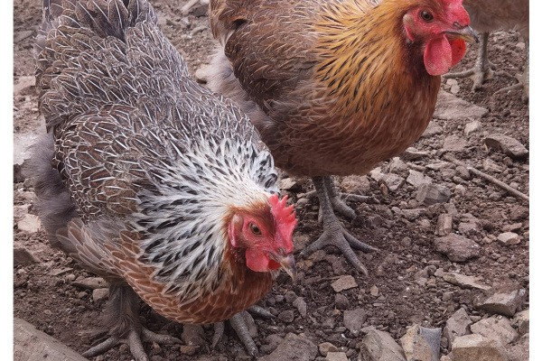 寻找“最美中华土鸡”丨梁柱昌 凤香鸡