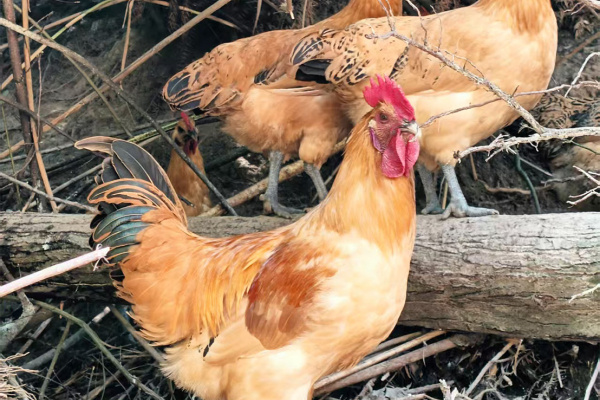 寻找“最美中华土鸡”丨刘文辉 乌皮鸡