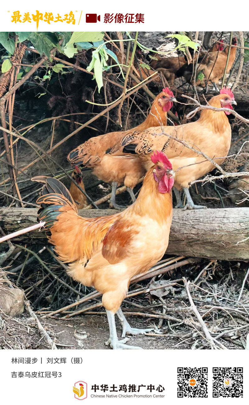 寻找“最美中华土鸡”丨刘文辉 乌皮鸡
