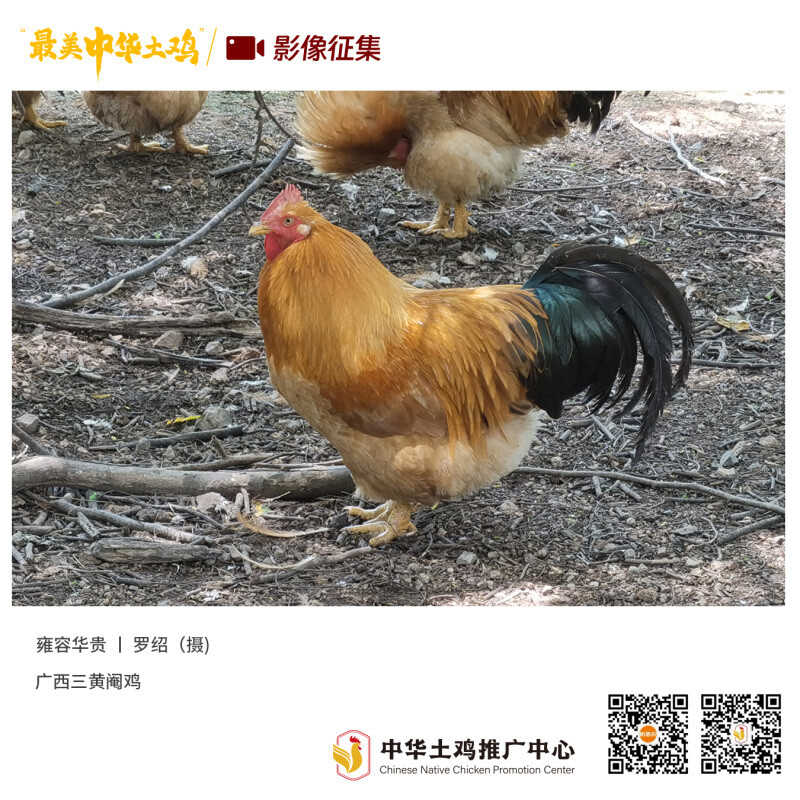 寻找“最美中华土鸡”丨罗绍 三黄阉鸡