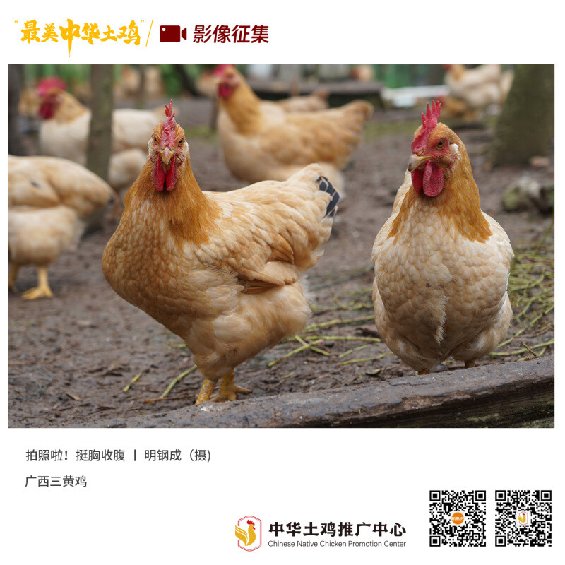 寻找“最美中华土鸡”丨明钢成 三黄鸡