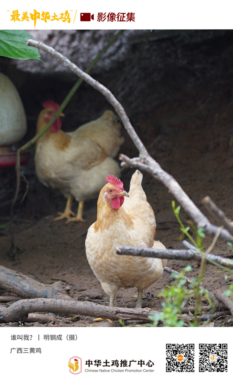 寻找“最美中华土鸡”丨明钢成 三黄鸡