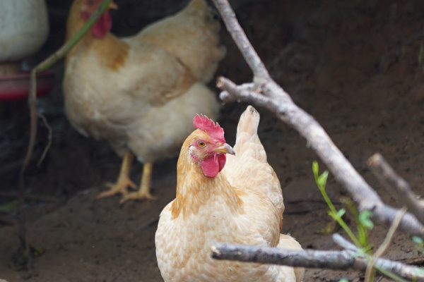 寻找“最美中华土鸡”丨明钢成 三黄鸡