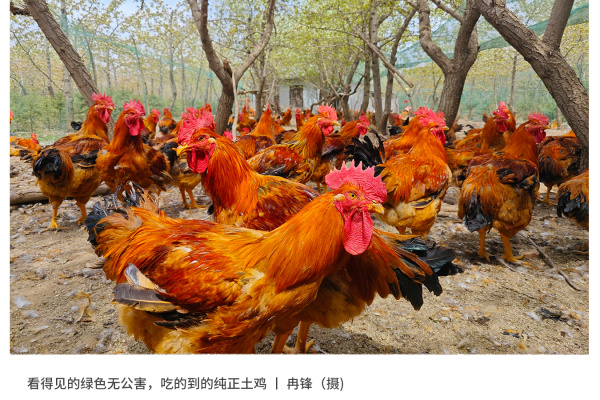 寻找“最美中华土鸡”丨冉锋 红芦花