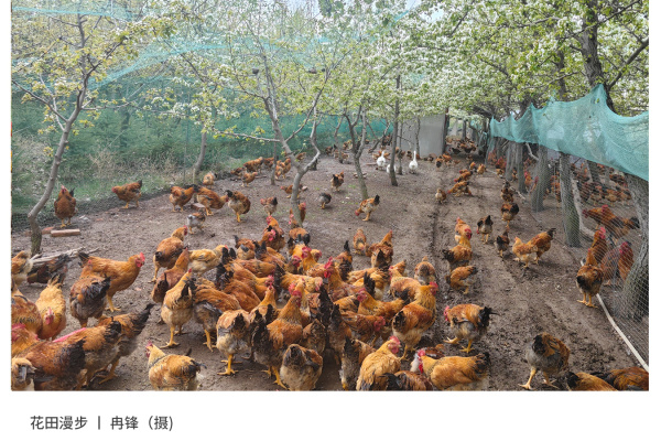 寻找“最美中华土鸡”丨冉锋 红芦花