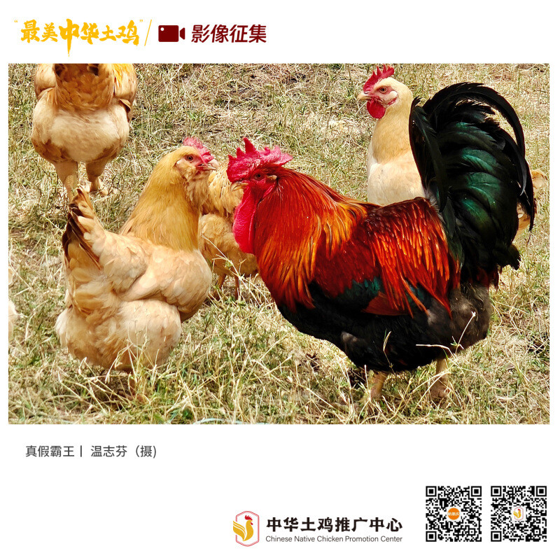 寻找“最美中华土鸡”丨温志芬
