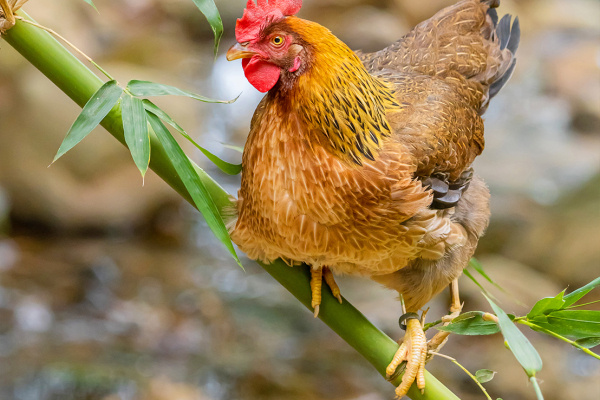 寻找“最美中华土鸡”丨吴基航 清远麻鸡（组图）