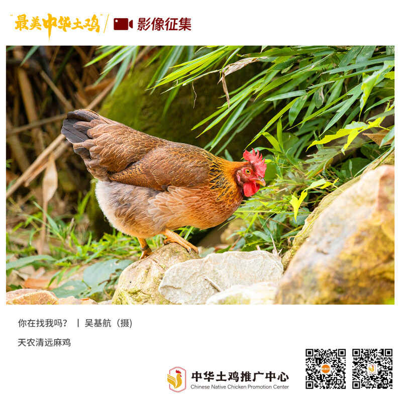 寻找“最美中华土鸡”丨吴基航 清远麻鸡（组图）