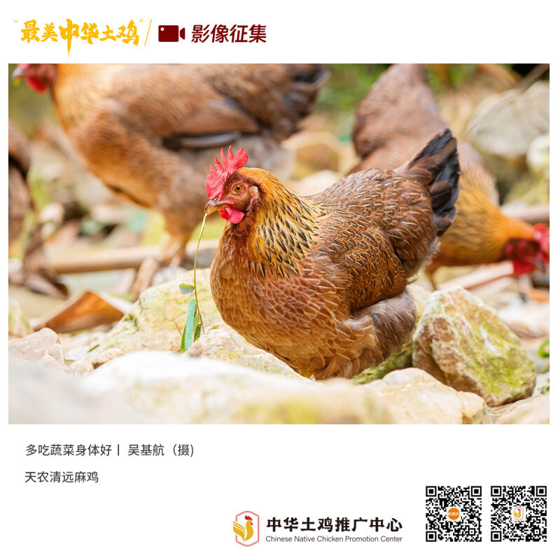 寻找“最美中华土鸡”丨吴基航 清远麻鸡（组图）