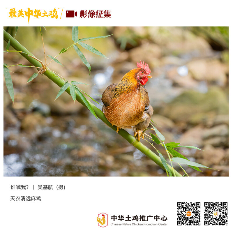 寻找“最美中华土鸡”丨吴基航 清远麻鸡（组图）