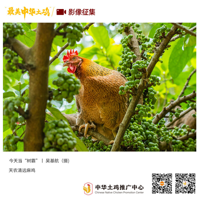 寻找“最美中华土鸡”丨吴基航 清远麻鸡（组图）